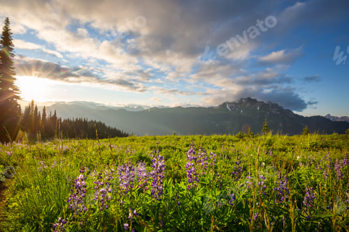 Preview: Mountains meadow
