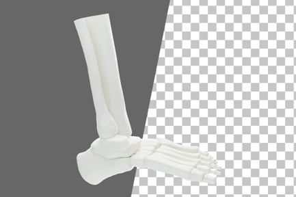 Preview: Ankle Joints 3D Icon