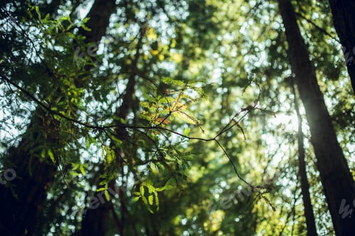 Preview: High green trees in forest in summer