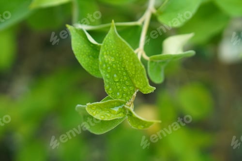 Preview: Gymnema Sylvestre Medicinal Plant Leaves. Gurmar organic Plant