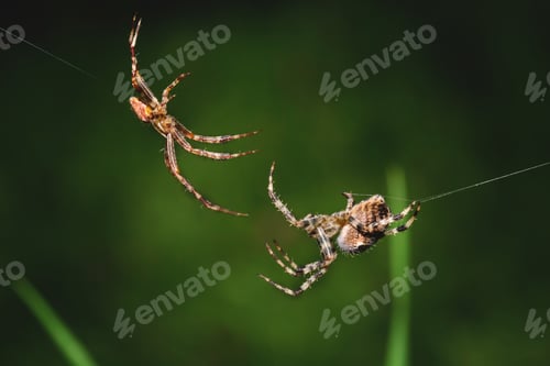 Preview: Closeup shot of two spiders connecting net on a dark green background