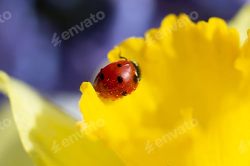 Preview: Macro photography of the ladybug on daffodil.