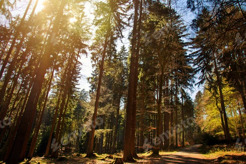 Preview: Beautiful Green Forest in Nature