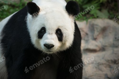 Preview: The Giant Panda Ailuropoda melanoleuca