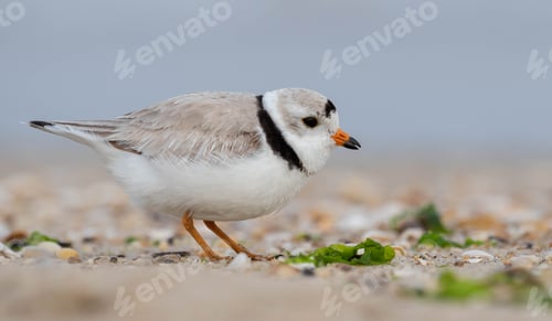 Preview: Portrait of a Piping Plover