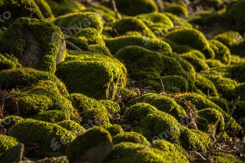 Preview: Mossy Rocks Detail