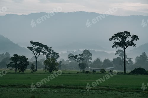 Preview: Beautiful Sunrise in Rural Nature, Misty Fog Embraces the Green Rice Fields and Meadows