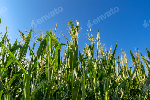 Preview: Ripening yellow corn on the cob, maize closeup