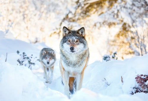 Preview: Two wolves in cold winter forest