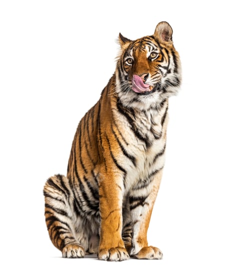 Preview: Tiger isolated