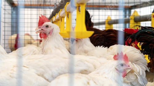Preview: Chicken in cage in a poultry farm.