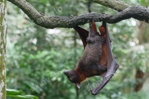 Preview: a bat hanging from a branch