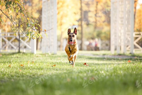 Preview: Belgian Shepherd Malinois lying down in fallen leaves in the public park. Fall, autumn. Happy dog o