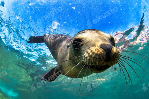 Preview: Galapagos fur seal (Arctocephalus galapagoensis) swimming at camera in tropical underwaters
