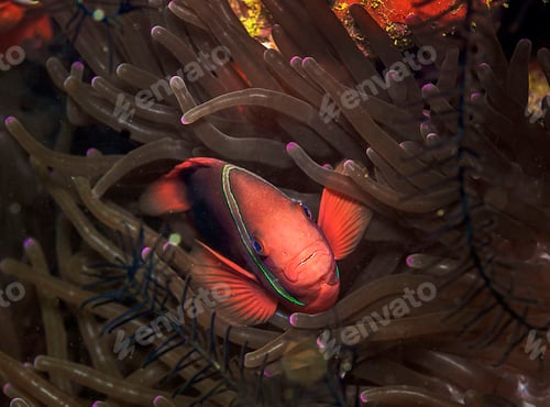 Preview: Amazing underwater world, Underwater world scene.