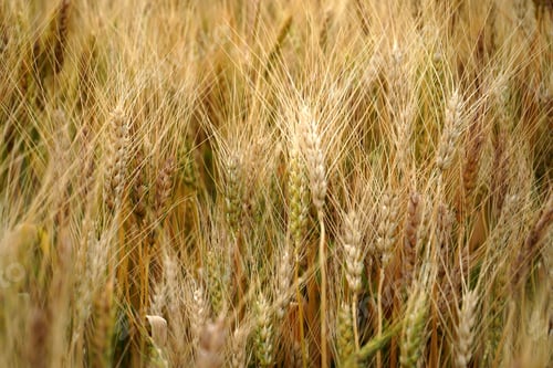 Preview: Closeup Of Ears Of Golden Wheat On The Field
