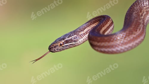 Preview: Hissing rown House Snake