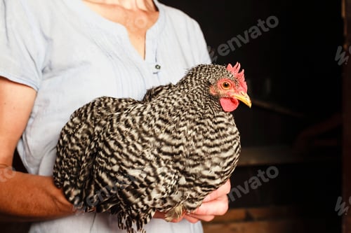 Preview: Woman carrying rooster