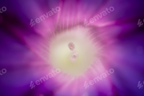 Preview: Detail of Convolvulus flower with pollen granes