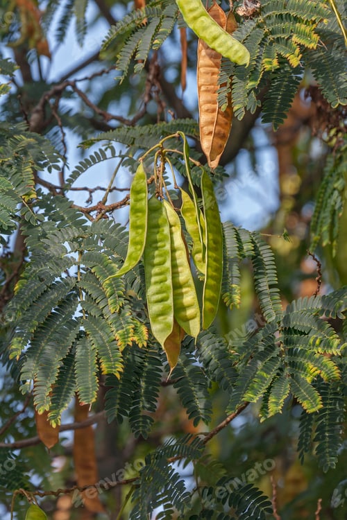 Preview: Silktree (Albizia Julibrissin). Known As Mimosa, Persian Acacia, Persian Silk Tree, Pink Silk Tree