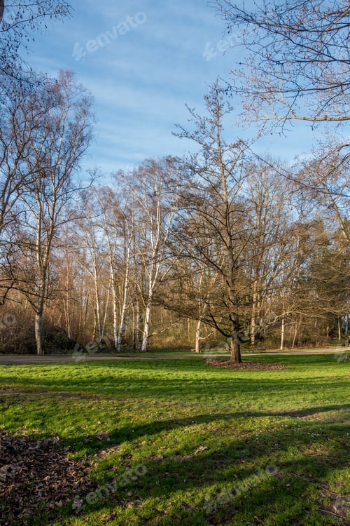 Preview: A View Of Trees At A Seattle Park In Spring.