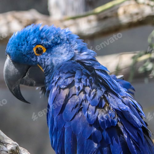 Preview: Blue macaw