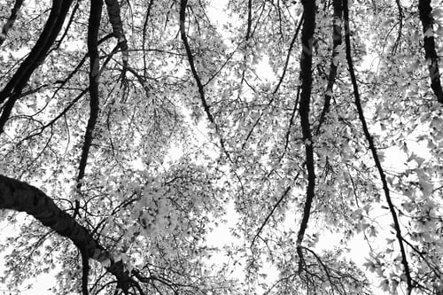 Preview: Branches of a large flowering magnolia against the background of the rain sky