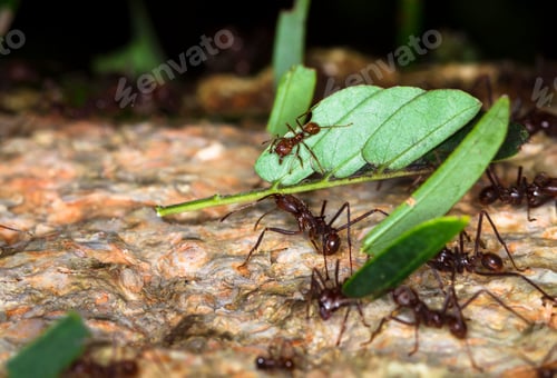 Preview: Leafcutter Ants Carrying Leaves in Belize