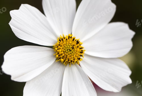 Preview: Closeup of a Cosmos Flower.