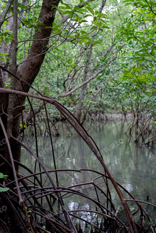 Preview: mangrove tree roots that grow above sea water. Mangroves function as plants