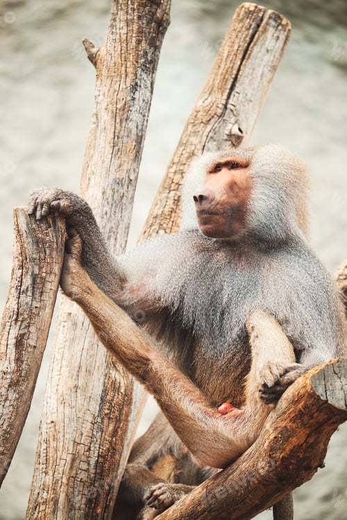 Preview: Baboon portrait