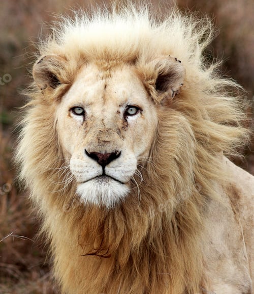 Preview: A Travel Around the world with beautiful South Africa Wildlife picture