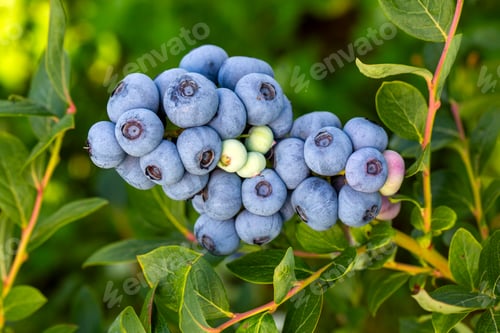 Preview: Blueberry farm with bunch of ripe fruits on tree during harvest season