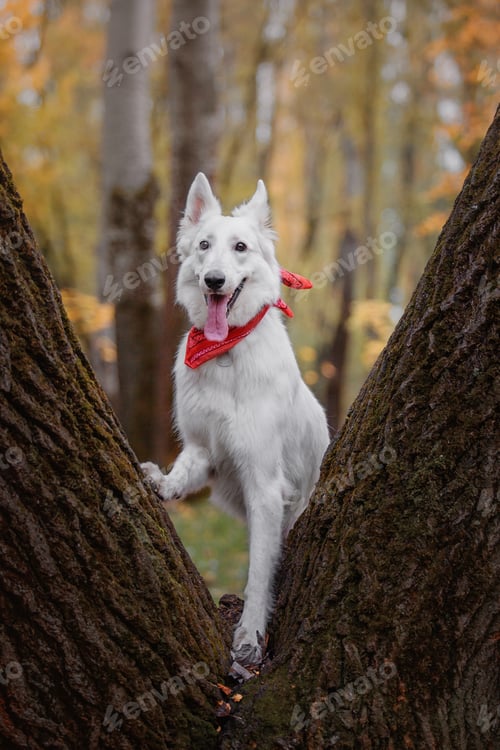 Preview: White Swiss Shepherd Dog outdoor portrait. Dog in colorful leaves in nature. Maple leaves. Fall seas