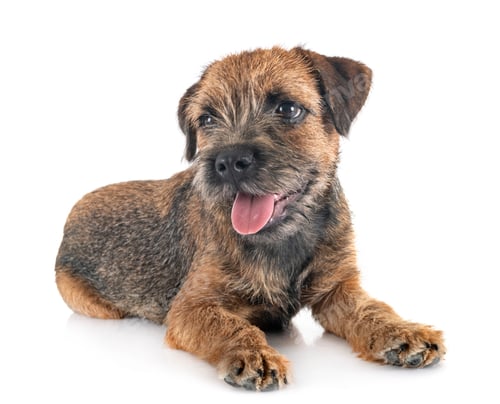 Preview: young border terrier