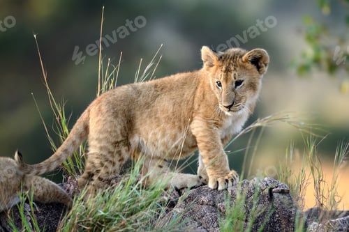 Preview: Lion cub, National park of Kenya, Africa