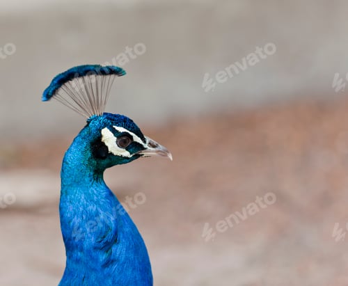 Preview: Peacock