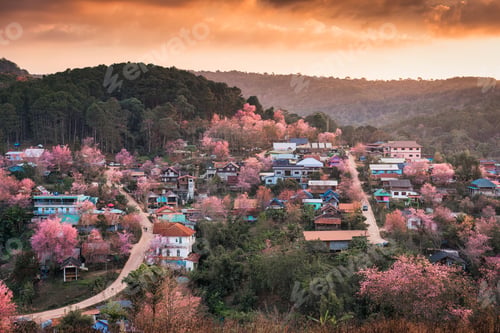 Preview: Rural scene of Thai tribe village with wild himalayan cherry tree blooming in the sunset at Thailand