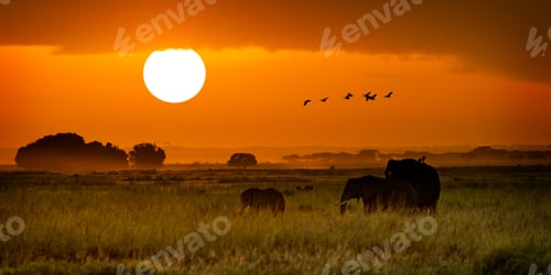 Preview: African Elephants Walking at Golden Sunrise