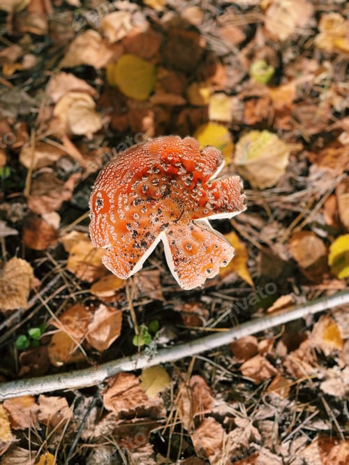Preview: Mushroom amanita, top view. Autumn wild harvest