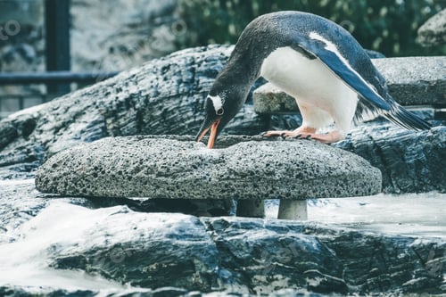Preview: Small cute penguin collecting pebbles