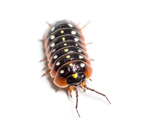 Preview: woodlouse, Armadillidium klugii, isolated on white