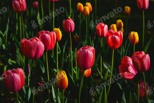 Preview: spring tulips in the park - dutch varieties and muscari - landscaping