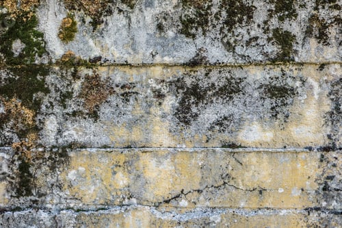 Preview: surface of concrete gray wall of a military fortress in cracks covered with moss