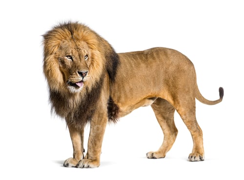 Preview: Side view of a Male adult lion sticking the tongue out