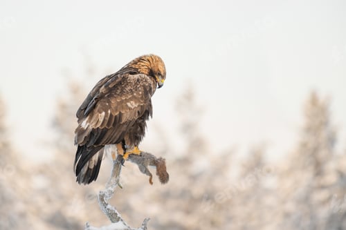 Preview: Golden eagle perched on a branch with a dead squirrel