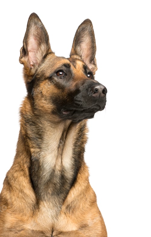 Preview: Close-up of a Belgian Shepherd Dog, 1 year old