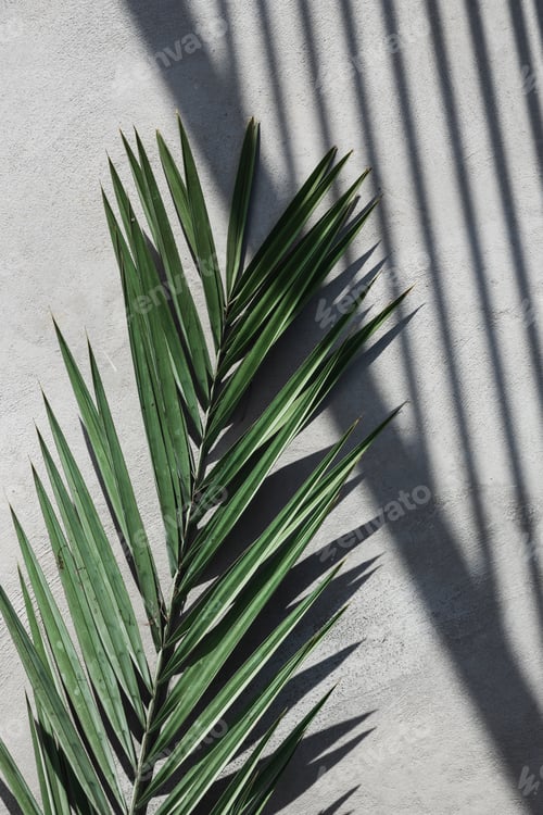 Preview: Tropical Palm Leaf Shadow on Concrete Surface