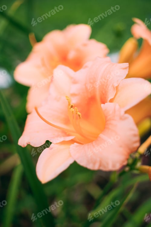 Preview: A close up of an orange daylily