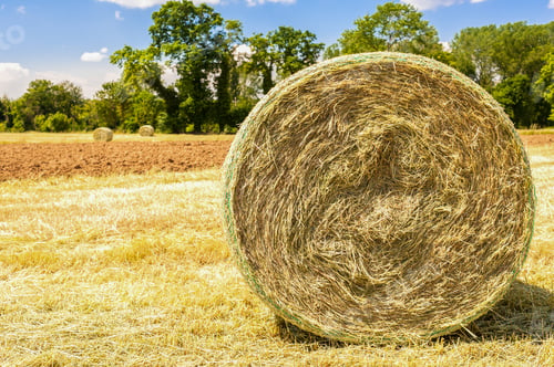 Preview: Agricultural landscape.Harvested field with straw bales in summer.